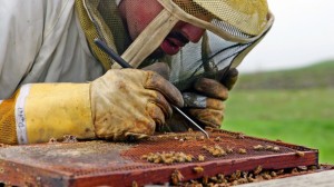 Why Bees Are Dying