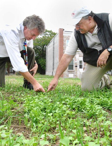 10/17/13 Photo by Timothy B. Wheeler / Baltimore Sun Staff. Baltimore, Md. Baltimore City Mark Cameron of the city Office of Sustainability and Stuart S. Schwartz of University of Maryland Baltimore County (in ballcap) examine forage radish plants sprouting in vacant lot in Northeast Baltimore. Curbing polluted runoff can be daunting in cities with lots of pavement and relatively few green spaces. A researcher with the University of Maryland Baltimore County has sowed forage radishes on a recently cleared vacant lot in East Baltimiore to see if they can serve as natural storm-water controls. Also known as Daikon or Japanese radishes, the plants' giant roots grow deep into the soil. Stuart Schwartz hopes they'll be able to break up hard-packed dirt enough so that it willl soak up rainfall and keep it from washing trash and pollution down the nearest storm drain into the harbor. ORG XMIT: 1144165