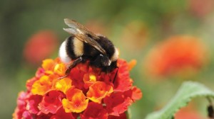 Bees and insecticides
