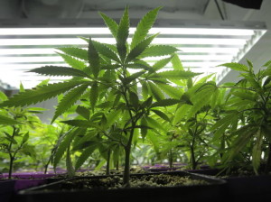 Marijuana in Maryland