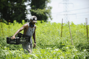 Baltimore, MD -7/2/14- Denzel Mitchell, of Baltimore, harvests for cucumbers Wednesday afternoon. Mitchell owns operates his farm, "Five Seeds Farm" and provides it's vegetables to local Baltimore restaurants. Rachel Woolf/Baltimore Sun -- #7308