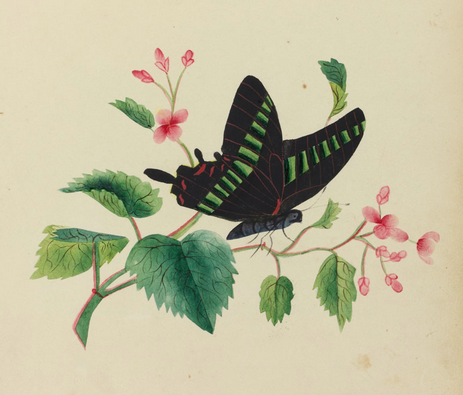 Flower painted by abolitionist Sarah Mapps Douglas