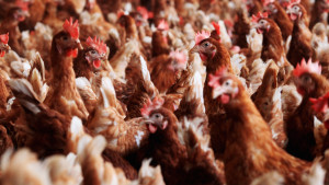 Free-range chickens stand in a pen at an organic-accredited poultry farm in Germany.
