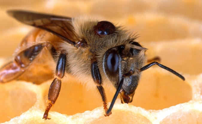 Pollinator health task force