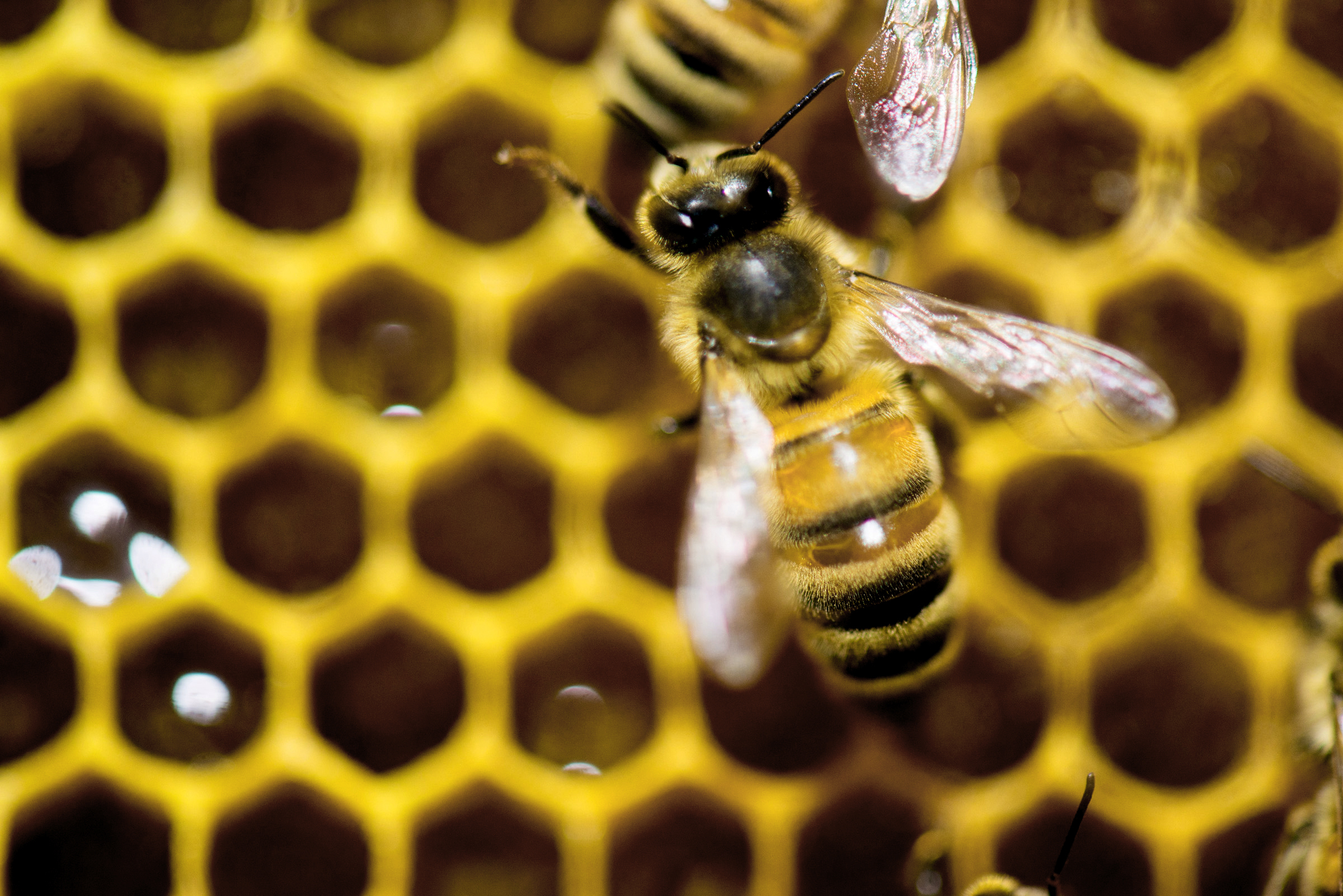 FILE - In this Jan. 28, 2014, file photo, a hive of honeybees appears on display at the Vermont Beekeeping Supply booth at the annual Vermont Farm Show at the Champlain Valley Expo in Essex Junction, Vt. The federal government hopes to reverse America's declining honeybee and monarch butterfly populations by making more federal land bee-friendly, spending more money on research and considering the use of less pesticides. (AP Photo/Andy Duback, File)